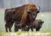 Bison standing on a rural road near parked cars