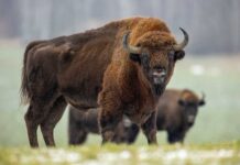 Bison Panic? Nope — Human Error Bison standing on a rural road near parked cars
