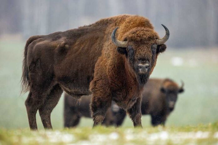 Bison standing on a rural road near parked cars