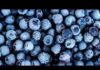 Blueberry Bags Trigger E. Coli ALARM Publix blueberry recall