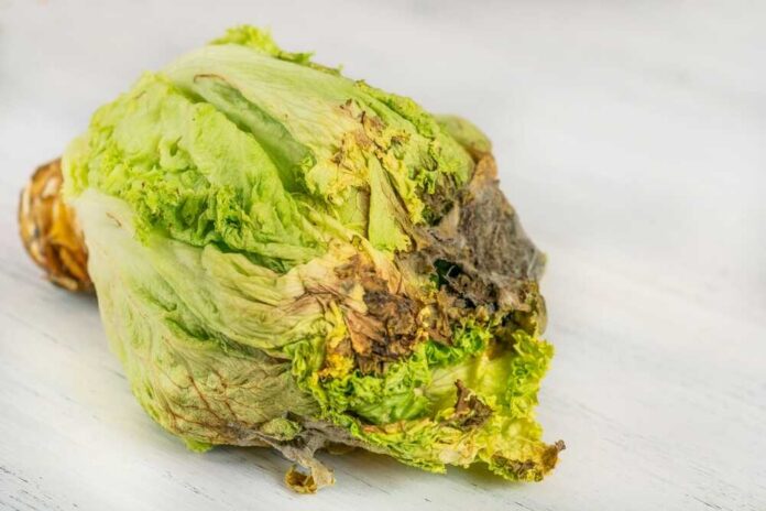 Rotten,,Closeup,Rotten,Or,Decay,Green,Salad,Leaves,On,White People shopping and cleaning inside an Aldi supermarket.