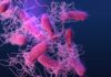 Parasite Panic Hits Mexican Product Sold In U.S. Illustration of bacteria with long flagella against a colorful background