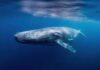 A humpback whale swimming gracefully underwater