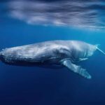 VIDEO: Whale Sixty Miles Inland Stuns Boaters A humpback whale swimming gracefully underwater