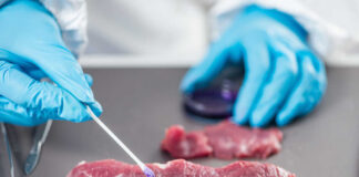 A gloved hand using a swab to test a piece of meat in a lab setting