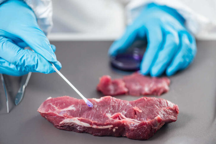A gloved hand using a swab to test a piece of meat in a lab setting