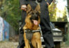 K-9 Sniff Saves Vanishing Hiker Police dog with handler in urban environment.