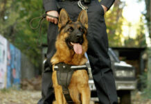 K-9 Sniff Saves Vanishing Hiker Police dog with handler in urban environment.