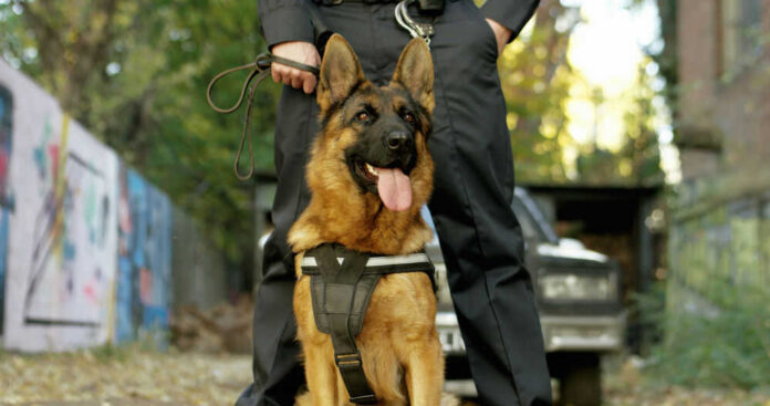 shutterstock_1718686057 Police dog with handler in urban environment.